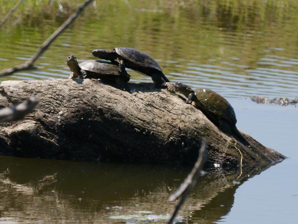 <h3>Testudo&nbsp;hermanni / Hermann's&nbsp;tortoise / Griekse&nbsp;landschildpad</h3>OM-1 Mark II met OLYMPUS M.150-400mm F4.5, 1/2000 sec  bij F4.5, ISO 400, afstand 41.8&nbsp;m
